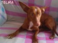 TELMA
